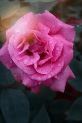 pink rose with drops