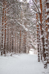 Fototapeta premium A walk through the winter forest. Beautiful winter landscape.