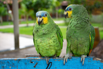 Parrots (Psittacidae)