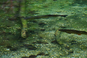 Fische in klaren See