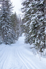 A walk through the winter forest. Beautiful winter landscape.