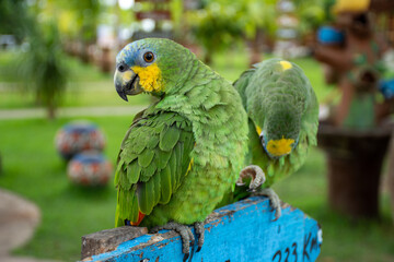 Parrots (Psittacidae)