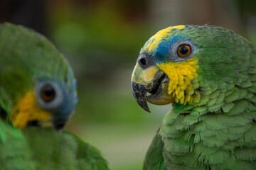 Parrots (Psittacidae)