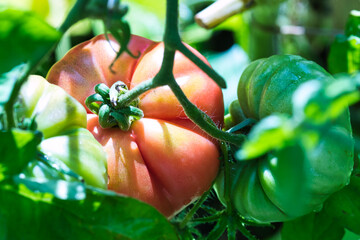 Beefsteak tomato close up, pink ripe and ready to harvest fruit growing on hairy vines in the summer garden with two green tomatoes on each side, healhy food and self sufficency concept