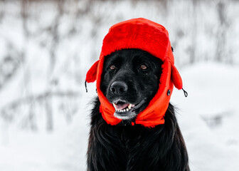 Black german shepherd dog in a hat