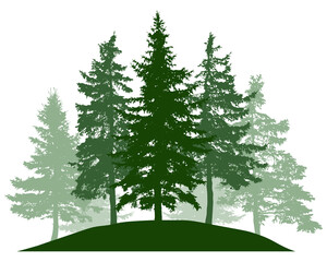 Summer woodland, silhouette of spruce trees. Beautiful nature, landscape. Vector illustration