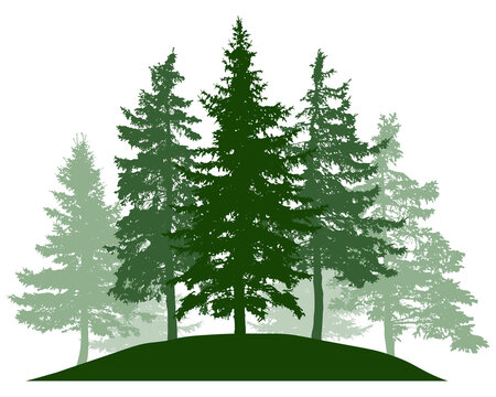 Summer woodland, silhouette of spruce trees. Beautiful nature, landscape. Vector illustration