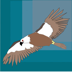 illustration of a flying bird