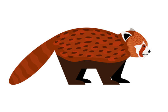 Red panda. Cartoon cute exotic animal with tail, fluffy character of zoo, vector illustration of funny redhead beast of nature isolated on white background