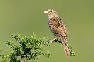 Cassin's Sparrow, Peucaea cassinii