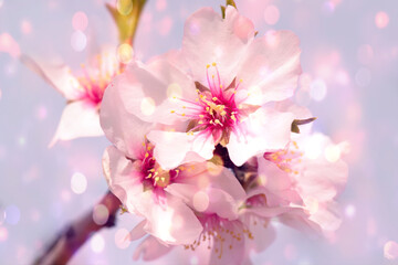 Abstract blurred and bokeh background almond tree blossom in springtime.