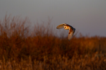 Barn Owl Hunting