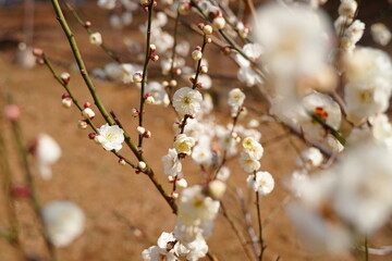 Plum flowers are blooming under the sky in Japan in February.