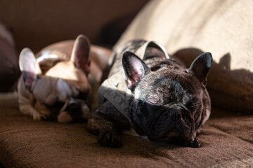 Obraz premium two adorable French bulldogs sleeping on a couch