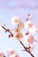 Plum flowers are blooming under the sky in Japan in February.