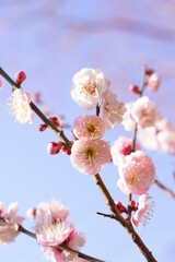 Plum flowers are blooming under the sky in Japan in February.