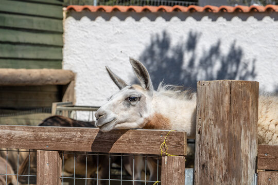 Photos of a llama at a zoo