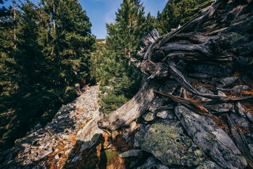 A rocky mountain with trees in the background