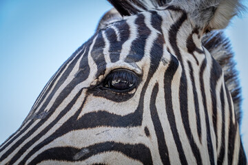 Photo of a zebra at the zoo 