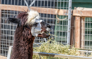 Photos of a llama at a zoo