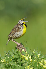 Eastern Meadowlark, Sturnella magna