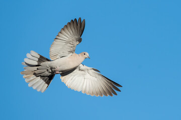 Obraz premium Eurasian Collared Dove, Streptopelia decaocto