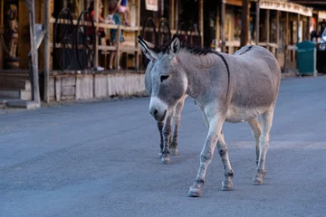 Fototapeten Esel Cute donkey wading on the street in Oatman, Arizona  © Make Me Feel/Wirestock
