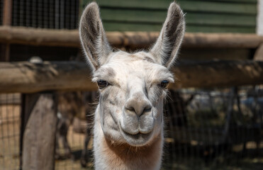Obraz premium Photos of a llama at a zoo