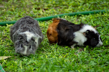 Naklejka premium Guinea pig