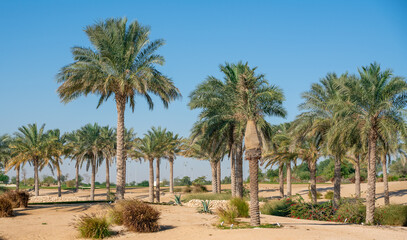 Fototapeta na wymiar Panorama. Plantation of date palms. Image depicts advanced tropical agriculture in the Middle East