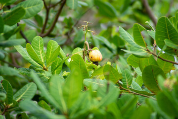cashew in the tree