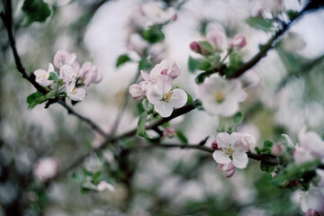 Blossom in spring