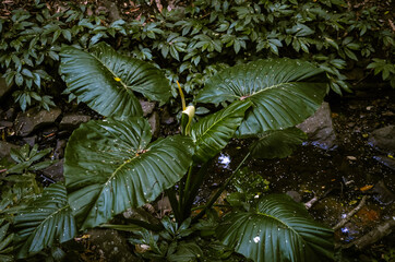 tropical fern leaf