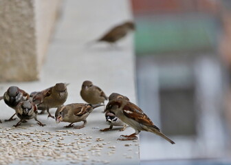 A flock of sparrows eat seeds on the railing. Flying sparrows.