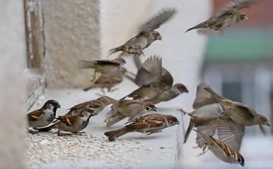A flock of sparrows eat seeds on the railing. Flying sparrows. Selective focus