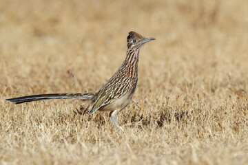 Greater Roadrunner, Geococcyx californianus