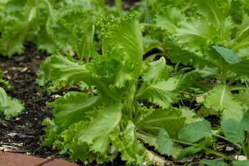 Fototapeta premium lettuce