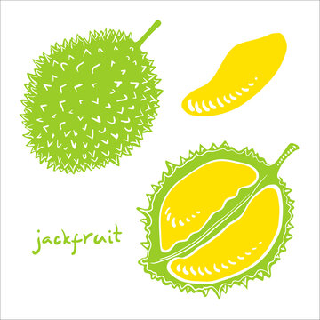 Jackfruit. Whole, half and piece. Colorful sketch collection of tropical fruits isolated on white background. Doodle hand drawn fruit icons. Vector illustration