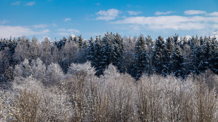 霧氷した森と冬の青空　絶景