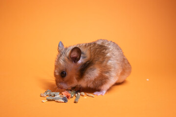 brown hamster mouse eating food for rodents isolated on orange background. pet, pest