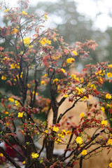 Lunar new year flower market