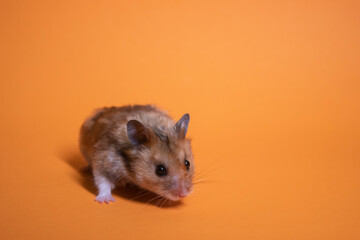 brown hamster mouse isolated on orange background. pet, pest
