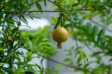 pomegranate on the tree