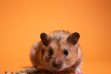 brown hamster mouse eating food for rodents isolated on orange background. pet, pest