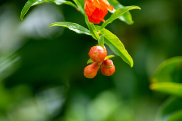 flower of pomegranate on the tree