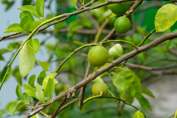 lemon on the tree