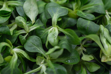 Baby spinach close up. Micro green