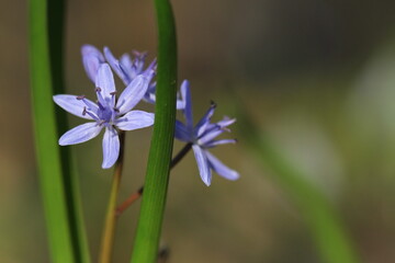 Close-up Of Purple Flowering Plant