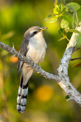 Mangrove Cuckoo, Coccyzus minor