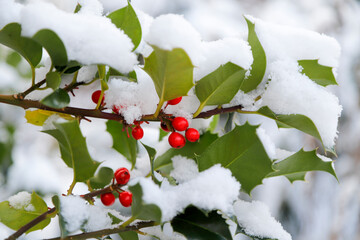 Ilex unter Schnee mit Fruchtbehang
